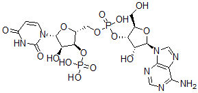 CAS 登录号:1985-21-3, 腺苷酰-(3'-5')-尿苷3'-单磷酸酯