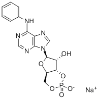 CAS#: 34051-30-4, N-Phenyl-Adenosine Cyclic 3',5'-(Hydrogen Phosphate)