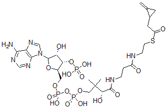 CAS 登录号：56898-43-2， 辅酶 A S-(2-亚甲基环丙烷乙酸酯)
