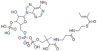 CAS 登录号：6247-62-7， 甲基巴豆酰-辅酶 A