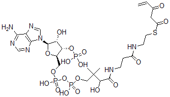 CAS 登录号：80724-14-7， 3-氧代-4-戊烯酰-辅酶 A