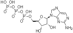 CAS # 23001-60-7, 9-(beta-D-Ribofuranosyl)-2-aminopurine 5'-triphosphate, 9-[5-O-[Hydroxy[[hydroxy(phosphonooxy)phosphinyl]oxy]phosphinyl]-beta-D-ribofuranosyl]-9H-purin-2-amine