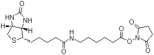 CAS # 72040-63-2, Succinimidyl 6-(biotinamido)hexanoate, Biotinamidohexanoic acid N-hydroxysuccinimide ester, N-Succinimidyl N-biotinyl-6-aminocaproate, N-(+)-Biotinyl-6-aminocaproic acid N-succinimidyl ester, (+)-Biotinamidocaproate N-hydroxysuccinimidyl ester