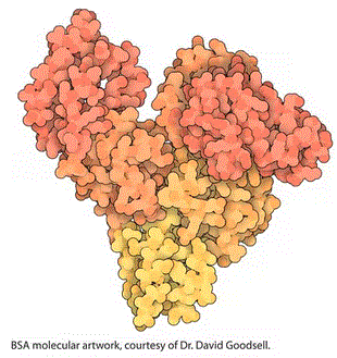 structure of CAS# 9048-46-8, Bovine albumin
